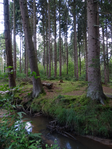 Dichter Wald mit hohen Bäumen und einem kleinen, klaren Bach im Vordergrund.
