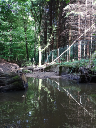 Ein seichter Bach mit einem Baumstamm und reflektierenden Bäumen im Hintergrund.